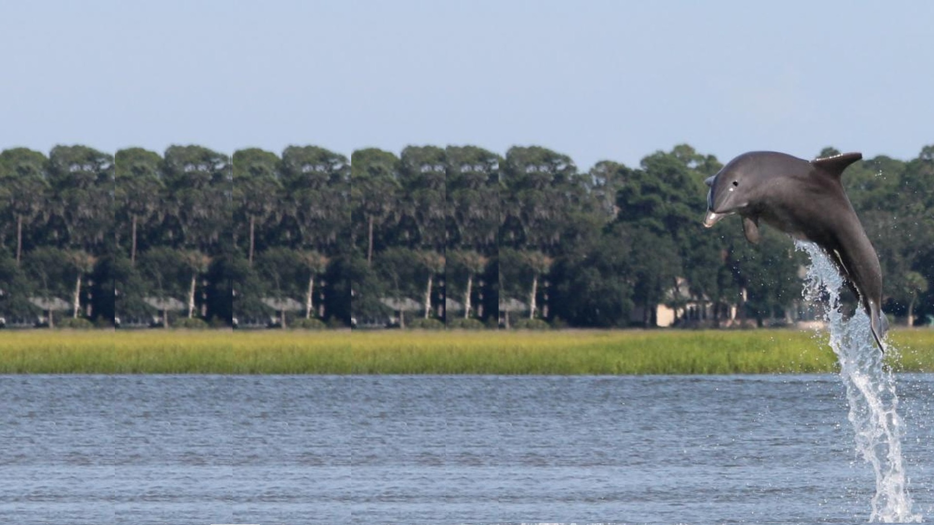 Dolphin jumping near Jekyll Island