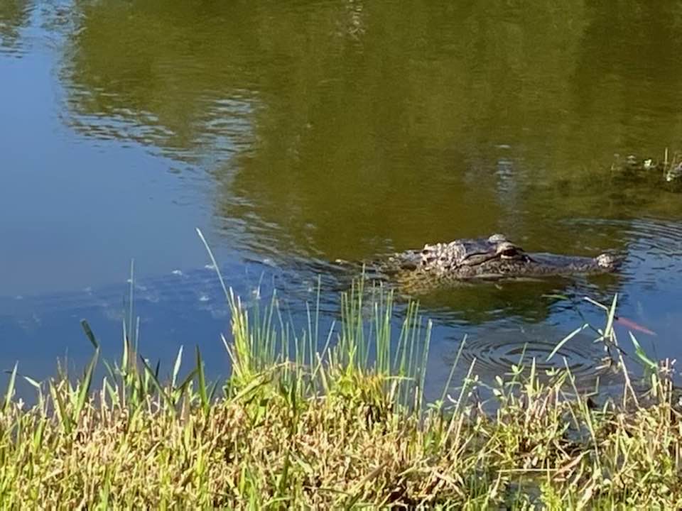 Gatorology background